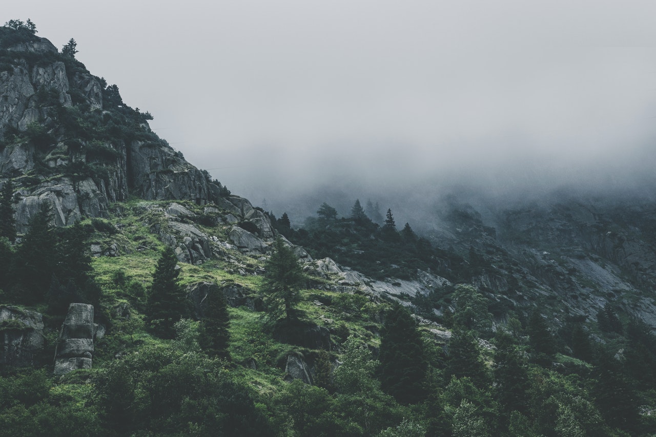 Python+APCS Green Leafed Trees During Fog Time 167684